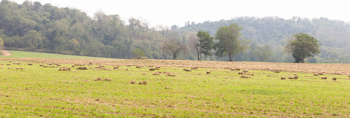 Wall Mural - Panorama view of green fields in farmland