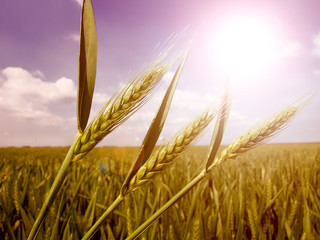 Sticker - green wheat field