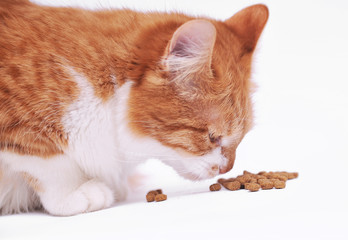 Red cat eats food on white background 

