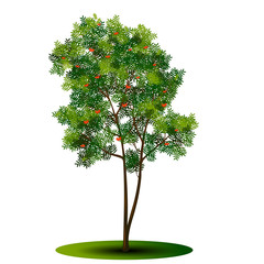 Wall Mural - tree rowan with green leaves