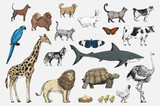 Fototapeta Pokój dzieciecy - Illustration drawing style of animal collection