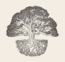 Old Oak Tree Root System Drawn Vector Illustration