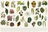 Collection of leaves found in (1825-1890) New and Rare Beautiful-Leaved Plants. Digitally enhanced from our own 1929 edition of the publication illustration