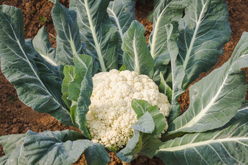 Close-up of an organic Cauliflower