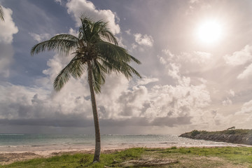 Wall Mural - Guadeloupe, beautiful panorama of the beach, with coconut trees, back-light 
