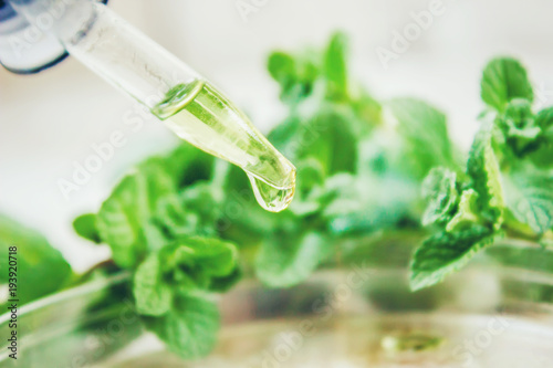 Fotografie, Obraz Mint extract. Medicinal plants. Selective focus.