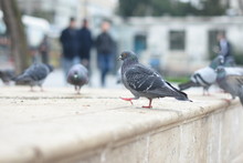 Pigeons Competing For A Piece Of Bread