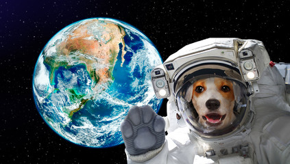 Wall Mural - pretty dog astronaut in space on background of the globe. elements of this image furnished by nasa.