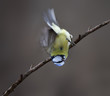 Blue Tit in an incredible way on the hangs branch. Why does he do it and how does he benefit from it ....