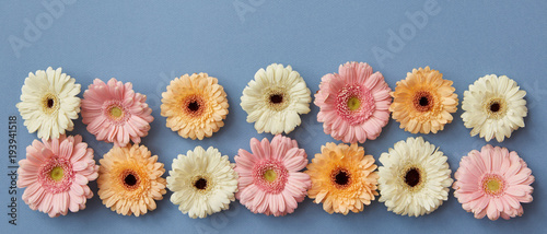 kwiat-panorama-od-gerberas-na-blekitnym-papierowym-tle