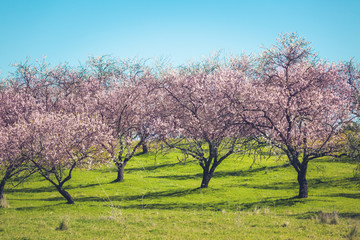 Wall Mural - Pink Blooming Peach Trees at Spring