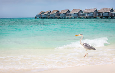 Poster - Grey heron on sandy beach