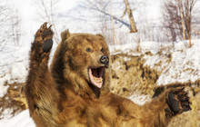 Taxidermy Of A Kamchatka Brown Bear In Forest