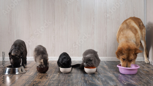 Fotomural Many cats and dogs eat pet food from bowls