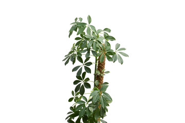 beautiful fresh green schefflera arboricola or dwarf umbrella tree in green flowerpot isolated under