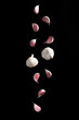 Falling Garlic bulbs and pink cloves of garlic isolated on black background