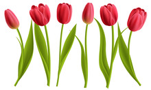 Realistic Red Tulip Flower Collection With Leaves. Vector Illustration, Isolated On White For Spring And Nature Design.