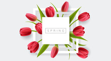 White Frame With Red Tulip Flower And Green Leaf. Realistic Vector Illustration For Spring And Nature Design, Banner With Square Frame