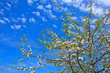 © Swetlana Wall - Apple tree branch isolated on blue sky background.