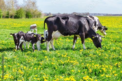 Fotografie, Obraz Mother cows with newborn calves in spring meadow