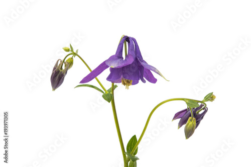 Fotografía aquilegia flower isolated