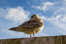 Seagull Preening