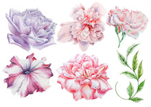 Set With Watercolor Flowers. Rose. Peony. Petunia. Leaves. Hand Drawn.