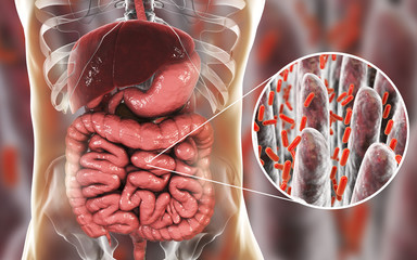 Poster - Intestinal microbiome, anatomy of human digestive system and close-up view of intestinal villi with enteric bacteria, 3D illustration