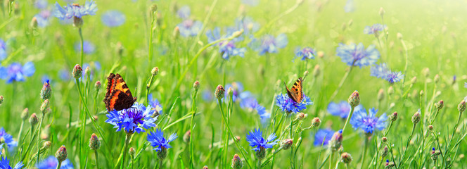 Macro shot on two butterflies and flowers.