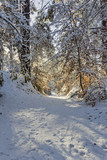 Fototapeta Krajobraz - Soleil levant en Forêt de Fontainebleau sous la neige