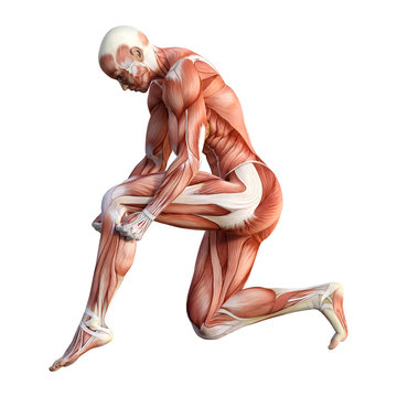 3D Rendering Female Anatomy Figure on White