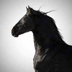 Wall Mural - Portrait of a black friesian horse on light grey background isolated