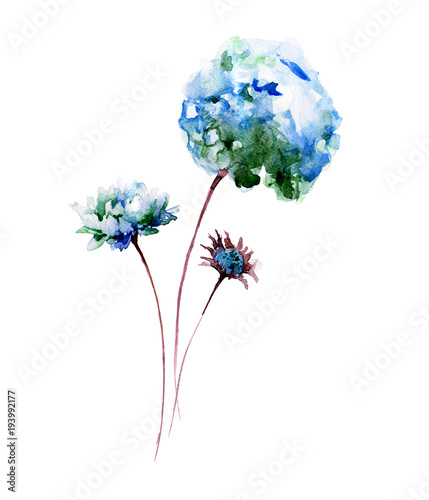 Beautiful Hydrangea flower