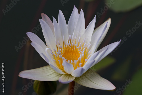 White Water Lily Flower Lotus And Background The White Water Lily Flower Lotus And Background The