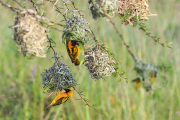 Sticker - Colony of Village weaver woven nests and birds