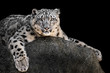 Snow Leopard XXII