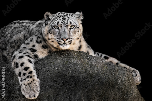 Plakat Snow Leopard XXII