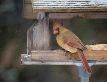 Horizontal Image, Female Northern Cardinal Eating Seeds On Wood Feeder While Snow Falls