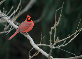 Wall Mural - Red cardinals sitting on a branch, winter season. soft defocused background