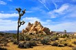 Joshua Tree National Park desert landscape, California, USA