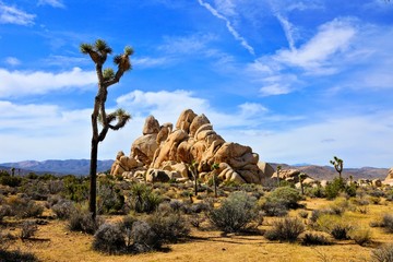 Wall Mural - Joshua Tree National Park desert landscape, California, USA