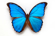 Butterfly specimen korea,Didiuseu molpo a butterfly 