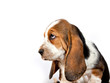 Basset hound puppy portrait with tongue sticking out on a white background