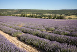 Fototapeta Lawenda - Lavender field in Provence, near Sault, France