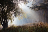 Fototapeta Tęcza - Rays of light in dark forest. Autumn landscape with pine trees. Fog in early morning