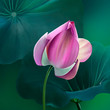 The Lotus of the heart, a symbol of creative force. Beautiful pink Lotus on the background of green leaves