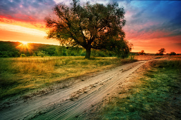 Wall Mural - sandy road next to tree under setting orange sky