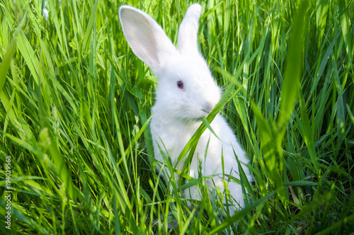 Plakat Biały królik stoi na tylnych łapach i zjada trawę
