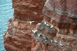 Basstölpel (Morus bassanus oder Sula bassana), Kolonie auf Lummenfelsen der Insel Helgoland, Alttiere und Jungtiere, am Plastik erhängter Vogel, Nordsee, Schleswig-Holstein, Deutschland, Europa 