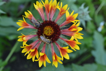 Wall Mural - Gaillardia. G. hybrida Fanfare. Two bees on a flower. Summer flower yellow. Annual plant. Sunny summer. Horizontal photo. Blurring background. Close-up